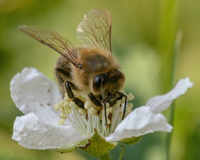 Bienen