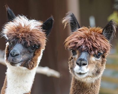 Alpaca Products